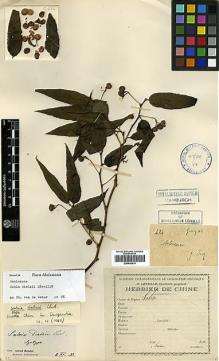 Type specimen at Edinburgh (E). Esquirol, Joseph: 474. Barcode: E00438919.