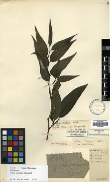 Type specimen at Edinburgh (E). Cavalerie, Pierre: 1008. Barcode: E00438920.