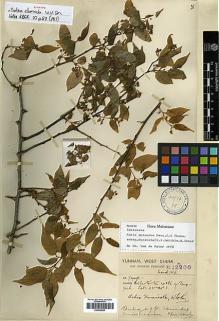 Type specimen at Edinburgh (E). Forrest, George: 12200. Barcode: E00438923.
