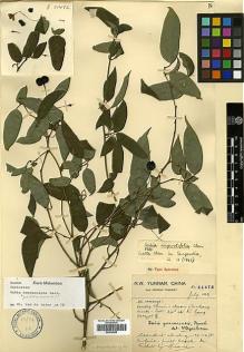 Type specimen at Edinburgh (E). Forrest, George: 217472. Barcode: E00438926.