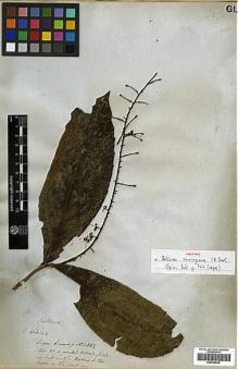 Type specimen at Edinburgh (E). Cuming, Hugh: 1262. Barcode: E00438936.