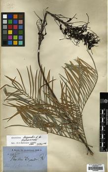 Type specimen at Edinburgh (E). Brown, Robert: 3345. Barcode: E00438942.
