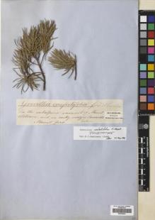 Type specimen at Edinburgh (E). von Mueller, Ferdinand: . Barcode: E00438944.