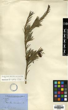 Type specimen at Edinburgh (E). Brown, Robert: 3342. Barcode: E00438945.