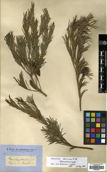 Type specimen at Edinburgh (E). Brown, Robert: 3342. Barcode: E00438946.