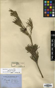 Type specimen at Edinburgh (E). Brown, Robert: 3342. Barcode: E00438947.