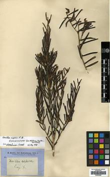 Type specimen at Edinburgh (E). Brown, Robert: 3341. Barcode: E00438950.