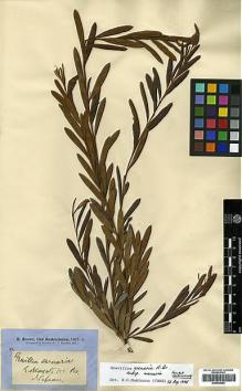 Type specimen at Edinburgh (E). Brown, Robert: 3325. Barcode: E00438952.