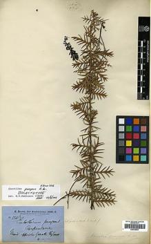 Type specimen at Edinburgh (E). Brown, Robert: 3346. Barcode: E00438953.