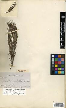 Type specimen at Edinburgh (E). Drummond, James: 1969. Barcode: E00438961.
