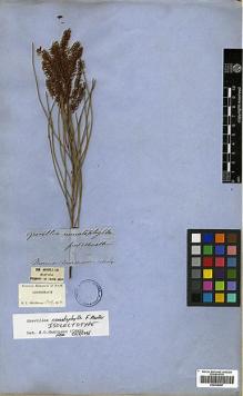 Type specimen at Edinburgh (E). von Mueller, Ferdinand: . Barcode: E00438967.