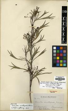 Type specimen at Edinburgh (E). Drummond, James: 314. Barcode: E00438972.