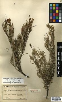 Type specimen at Edinburgh (E). Pritzel, Ernst: 893. Barcode: E00438978.