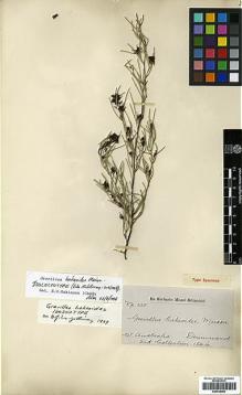 Type specimen at Edinburgh (E). Drummond, James: 325. Barcode: E00438983.