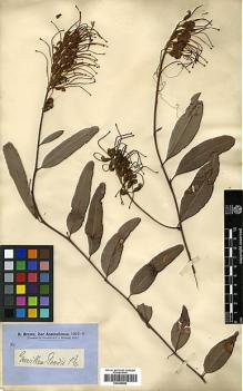 Type specimen at Edinburgh (E). Brown, Robert: . Barcode: E00438985.