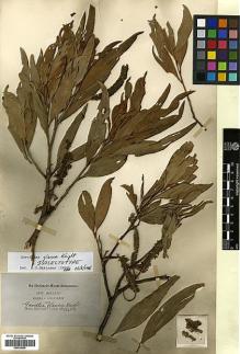 Type specimen at Edinburgh (E). Banks, Joseph; Solander, Daniel: . Barcode: E00438986.