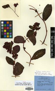 Type specimen at Edinburgh (E). Stainton, John; Sykes, William; Williams, Leonard: 8460. Barcode: E00438992.