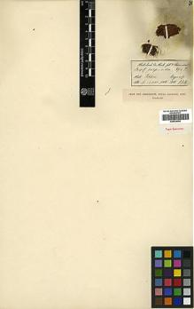 Type specimen at Edinburgh (E). Hooker, Joseph: . Barcode: E00439000.