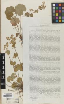 Type specimen at Edinburgh (E). Juzepczuk, Sergei: . Barcode: E00441160.