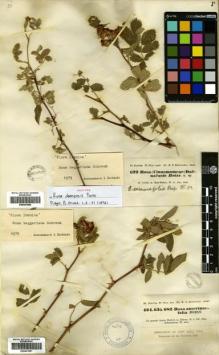 Type specimen at Edinburgh (E). Kotschy, Carl (Karl): 622. Barcode: E00441560.