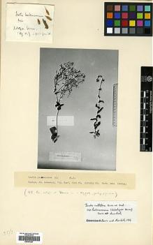 Type specimen at Edinburgh (E). Kotschy, Carl (Karl): 11. Barcode: E00441857.