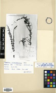 Type specimen at Edinburgh (E). Von Heldreich, Theodor: 879. Barcode: E00443205.