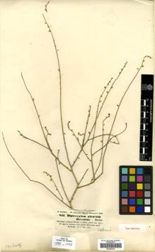 Type specimen at Edinburgh (E). Schimper, Georg: 851. Barcode: E00443474.