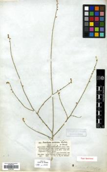 Type specimen at Edinburgh (E). Schimper, Georg: 851. Barcode: E00443480.