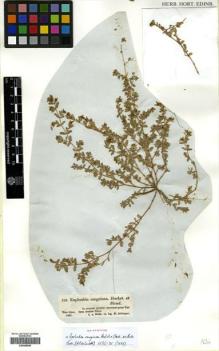 Type specimen at Edinburgh (E). Schimper, Georg: 753. Barcode: E00445648.