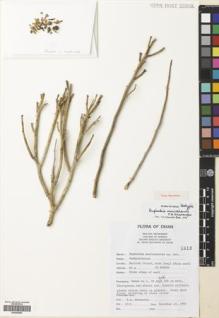 Type specimen at Edinburgh (E). Ghazanfar, Shahina: 1515. Barcode: E00445659.