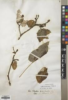 Type specimen at Edinburgh (E). Schweinfurth, George: 621. Barcode: E00445872.
