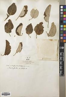 Type specimen at Edinburgh (E). Balfour, Isaac; Cockburn, C.J.; Scott, Alexander: 496. Barcode: E00445875.