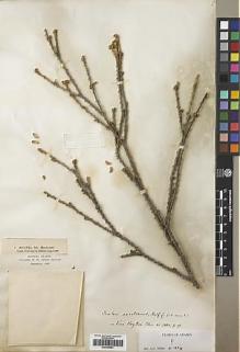 Type specimen at Edinburgh (E). Balfour, Isaac: . Barcode: E00445881.