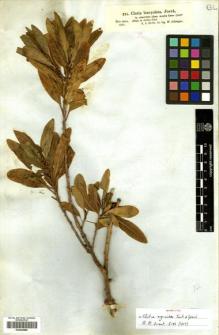 Type specimen at Edinburgh (E). Schimper, Wilhelm: 824. Barcode: E00445885.