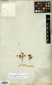 Type specimen at Edinburgh (E). Schimper, Wilhelm: 234. Barcode: E00447731.