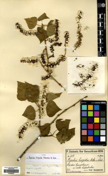 Type specimen at Edinburgh (E). Sintenis, Paul: 204. Barcode: E00448536.
