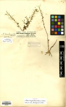 Type specimen at Edinburgh (E). Schimper, Georg: 762. Barcode: E00448903.