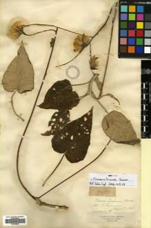 Type specimen at Edinburgh (E). Triana, Jose: 1501. Barcode: E00453832.