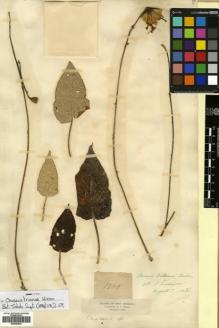 Type specimen at Edinburgh (E). Triana, Jose: 1501. Barcode: E00453833.