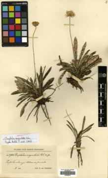 Type specimen at Edinburgh (E). von Türckheim, Hans: 2908. Barcode: E00453914.