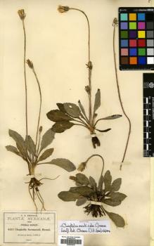 Type specimen at Edinburgh (E). Pringle, Cyrus: 6411. Barcode: E00453976.