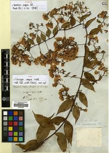 Type specimen at Edinburgh (E). Wallich, Nathaniel: 3040A/150. Barcode: E00455024.