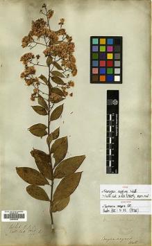 Type specimen at Edinburgh (E). Wallich, Nathaniel: 3040B/150. Barcode: E00455025.