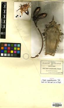 Type specimen at Edinburgh (E). Pringle, Cyrus: 4473. Barcode: E00455052.