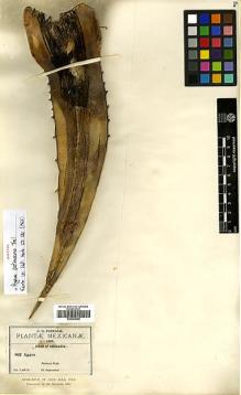 Type specimen at Edinburgh (E). Pringle, Cyrus: 802. Barcode: E00455058.
