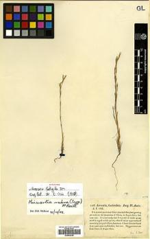 Type specimen at Edinburgh (E). Don, George: 136. Barcode: E00455309.