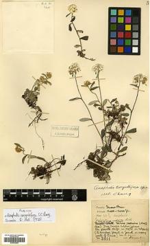Type specimen at Edinburgh (E). Kingdon-Ward, Francis: 4311. Barcode: E00455900.