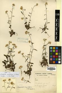 Type specimen at Edinburgh (E). Kingdon-Ward, Francis: 4311. Barcode: E00455901.