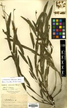 Type specimen at Edinburgh (E). Adamson, George: 321. Barcode: E00456634.