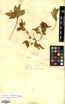 Type specimen at Edinburgh (E). Schimper, Georg: 1454. Barcode: E00456635.